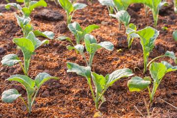 baby kale plant in the farmland