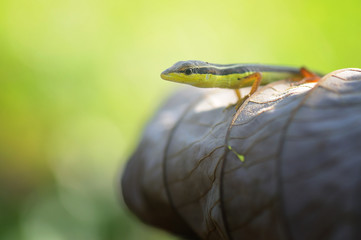 Lizard on a leaf