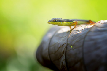 Lizard on a leaf