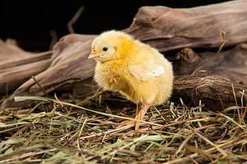Little Yellow Chicken