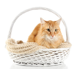 Obraz na płótnie Canvas Red cat in wicker basket, isolated on white background