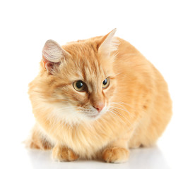 Red cat isolated on white background