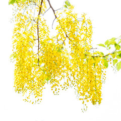 Cassia fistula flower with white background