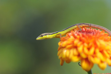 Lizard on a flower
