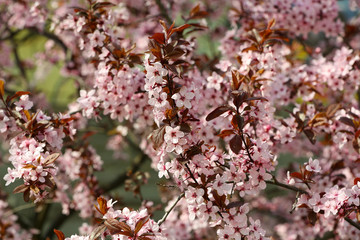 Blooming tree twigs with pink flowers in spring