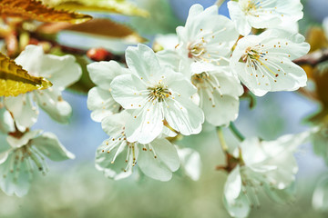 Spring blossom