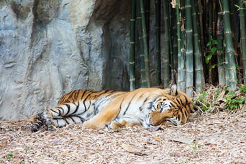 Fototapeta na wymiar Tiger is calming and relaxing in the zoo.