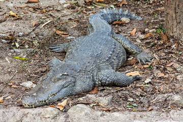 Crocodile is sleeping on ground in the zoo.