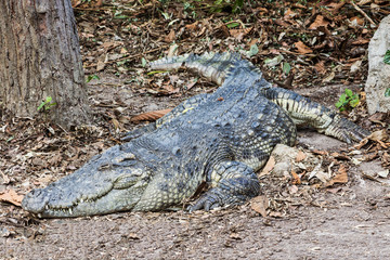Crocodile is sleeping on ground in the zoo.