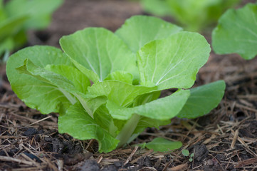 Young Chinese Cabbage growing in a backyard vegetable garden