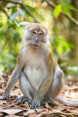 Naklejka na ściany i meble Macaque portrait in Gunung Leuser National Park, Sumatra, Indone