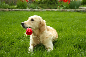 Adorable Labrador lying on green grass, outdoors
