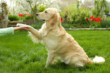 Dog paw and human hand doing a handshake, outdoors