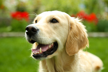 Adorable Labrador sitting on green grass, outdoors