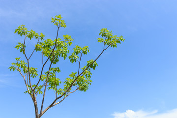 tree with blue sky