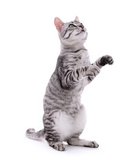 Beautiful cat isolated on white