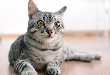 Beautiful cat lying on floor close-up