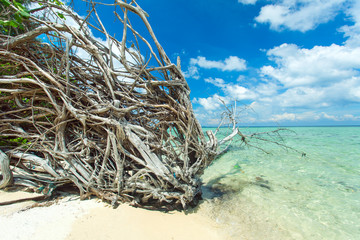 Old tree on the cost on the beautiful uninhabited island