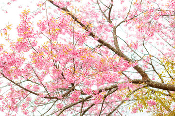 Wild Himalayan Cherry spring blossom