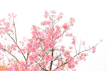 Fototapeta premium Wild Himalayan Cherry spring blossom