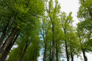 Beautiful Forest landscape with tall trees