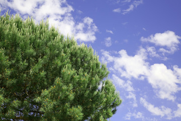 Pine against sky