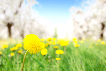 Fresh yellow dandelion in the orchard