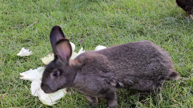 rabbit eats cabbage leaves