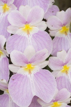 flor Josefina