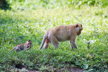 golden Macaque mother and child