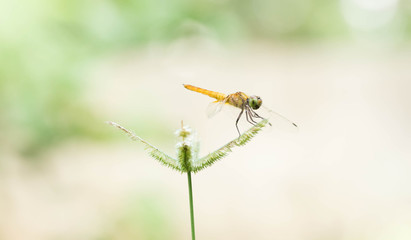 dragonfly