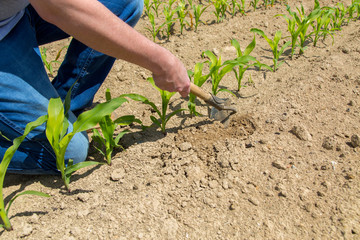 Hoeing corn field