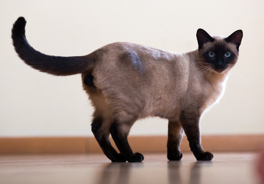 Standing adult Siamese cat