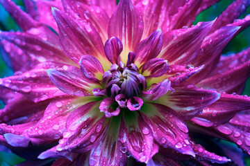 Fairy flower dahlia in raindrops close up.