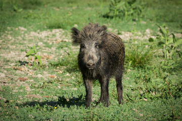 Wild boar in spring