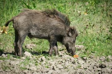 Wild boar in spring