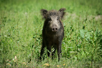 Wild boar in spring