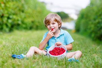 Little blond boy happy about his harvest on raspberry farm