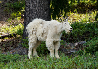 Mountain Goat in Jasper National Park
