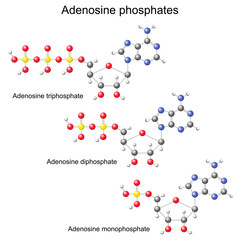 Models of ATP, ADP and AMP