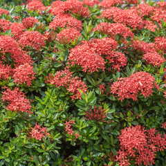 Blooming Red Ixora flowers. Nature background