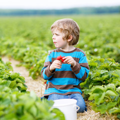 Funny little kid picking and eating strawberries on berry farm