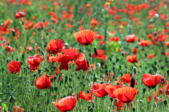 poppy  flowers field nature background