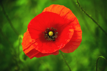 Fototapeta na wymiar Wild Red Poppy Flower