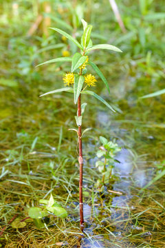 A yellow Lysimachia thyrsiflora flower, commonly known as tufted loosestrife, in a pond under the trees