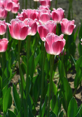 Fresh pink tulips in the garden in spring, morning light