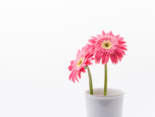 Pink gerbera flower