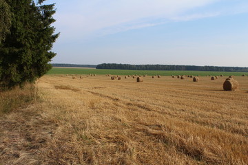 Obraz premium Поле