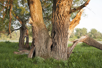 крона старого дерева на закате © hauban