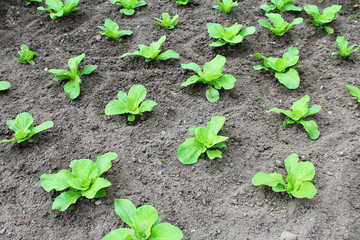 Young sprouts cabbage